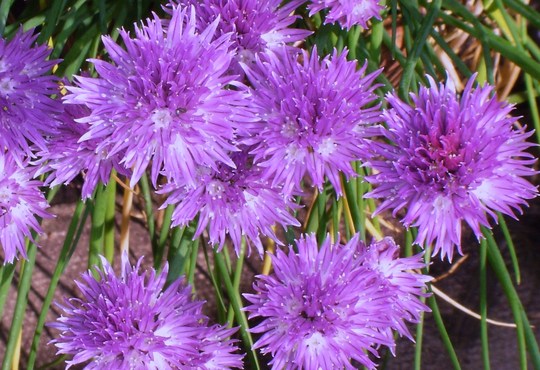 Plant Portraits - Summer flowers in my garden (Allium schoenoprasum (Chives))