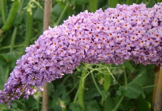 Plant Portraits - Summer flowers in my garden
