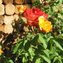 Multicolor Rose