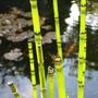 Light through Equisetum hyemale stems (Equisetum hyemale)