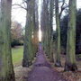 Linden Avenue (Tilia cordata (Ihlamur Agaci))
