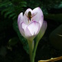 Colchicum autumnale (Colchicum autumnale (Autumn Crocus))