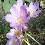 colch_at_wakehurst.jpg
