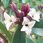 Daphne x burkwoodii 'Somerset' (Daphne x burkwoodii 'Somerset')