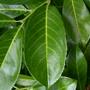 Cherry Laurel (Prunus lusitanica (Portugal laurel))