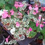 Pelargonium