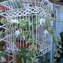 ivies