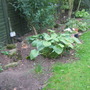 A garden flower photo