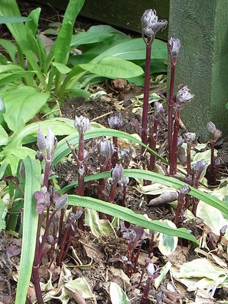 Clematis recta 'Purpurea' - new shoots (Clematis recta 'Purpurea')