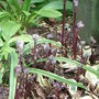 Clematis_recta__purpurea__-_new_shoots