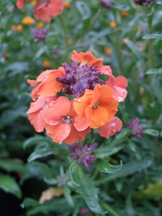 Erysimum 'Apricot Delight' (Erysimum 'Apricot Delight')