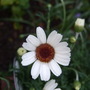 Rhodanthemum__african_eyes_