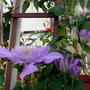 Clematis_017.jpg