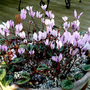 Cyclamen