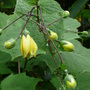 Late Flowers