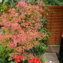 Acer