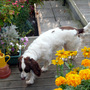 Jamie Dog
