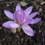 Colchicum 'Waterlily' (Colchicum 'Waterlily')