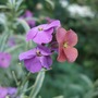 For Jacque! (Erysimum linifolium 'Variegatum')
