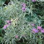 The whole plant - for Jacque. (Erysimum linifolium 'Variegatum')
