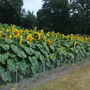 Sunflowers (Helianthus annuus (Sunflower))