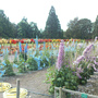 Field trials of Delphiniums (Delphinium elatum (Delphinium))