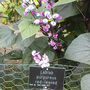 Lablab purpureus (Lablab purpureus)