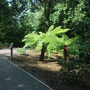 Tree fern  (Dicksonia antarctica (Soft tree fern))