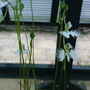Habenaria orchid (Habenaria)