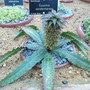 Eucomis vandermerwei (Eucomis vandermerwei)