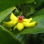 Dillenia alata (Dilennia alata)