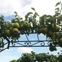 The fruit garden
