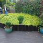 Hakonechloa macra (Hakonechloa)