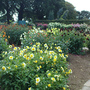 Dahlia's (Dahlia)