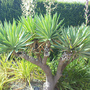 Yucca gloriosa (Yucca gloriosa (Spanish dagger))