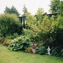 A garden flower photo