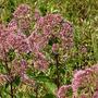 Joe Pye Weed (Eupatorium purpureum)