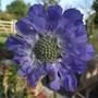 Scabiosa caucasica 'Fama' (Scabiosa caucasica)