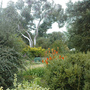 View to Gum (Eucalyptus pauciflora (Snow gum))