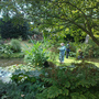 Beth Chatto's garden