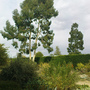 Dry garden