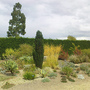 Dry garden (Eucalyptus dalrympleana)