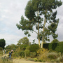 Beth Chatto's garden (Eucalyptus dalrympleana)