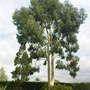 Eucalyptus dalrympleana (Eucalyptus dalrympleana)