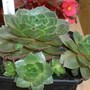 A new Sempervivum