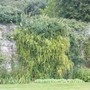 Itea ilicifolia