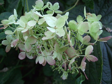 Hydrangea paniculata 'Pink Jewel' (Hydrangea paniculata (Hydrangea))
