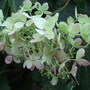 Hydrangea paniculata 'Pink Jewel' (Hydrangea paniculata (Hydrangea))