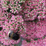 Bee on Ice Plant