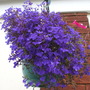 Lobelia Blues
